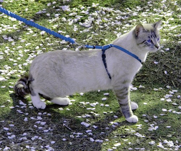 and Bungee Leash, Medium, Royal Blue - Image 2